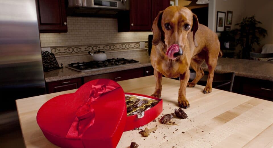 dog ate chocolate
