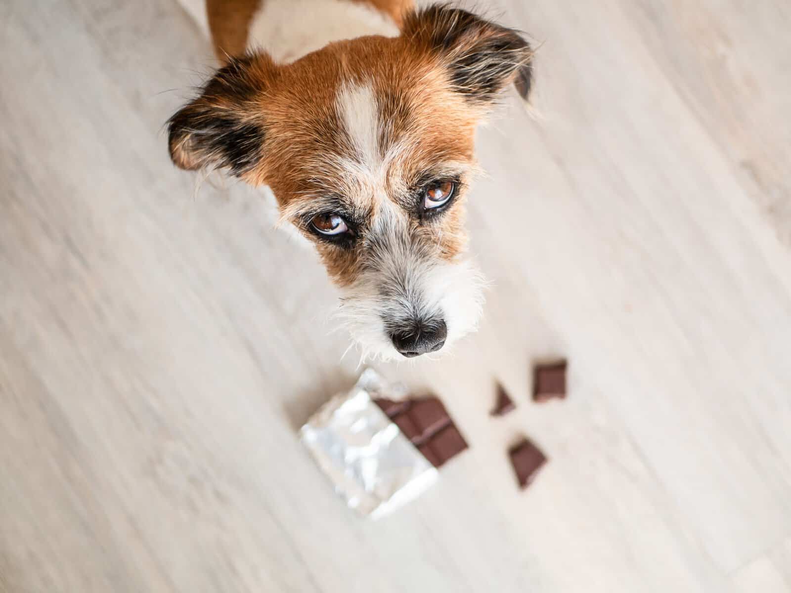 My Dog Ate Chocolate - What Do I Do? | Pet Health Love