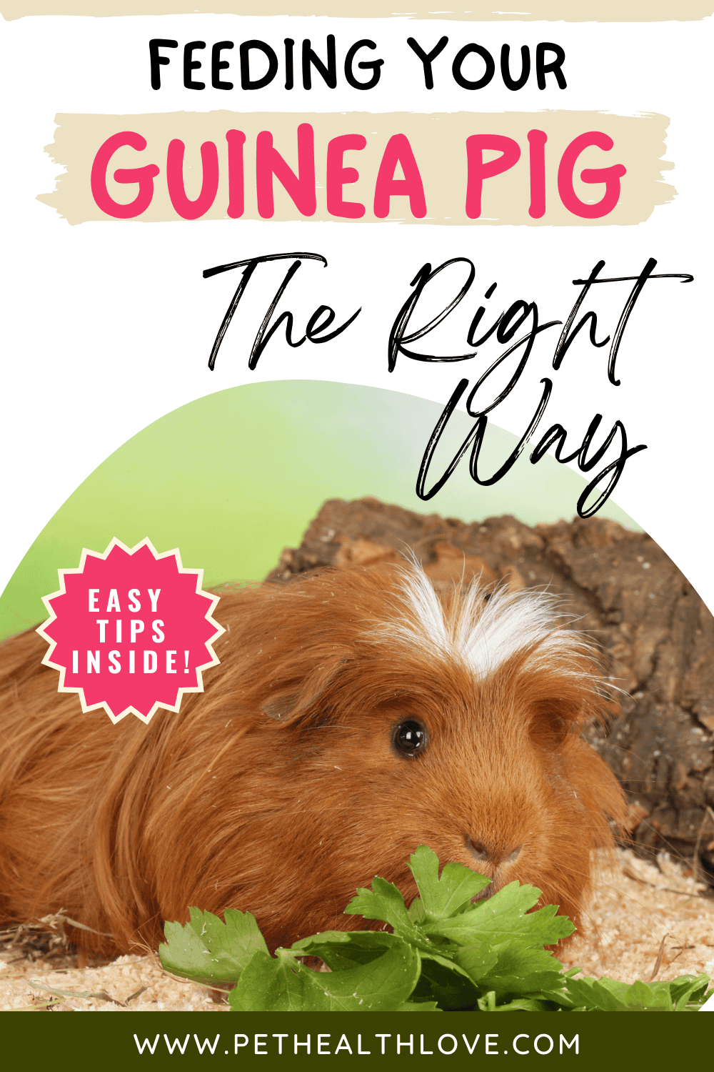What To Feed Your Guinea Pig (FREE Printable!) | Pet Health Love