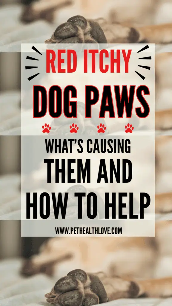 itchy red dog paws