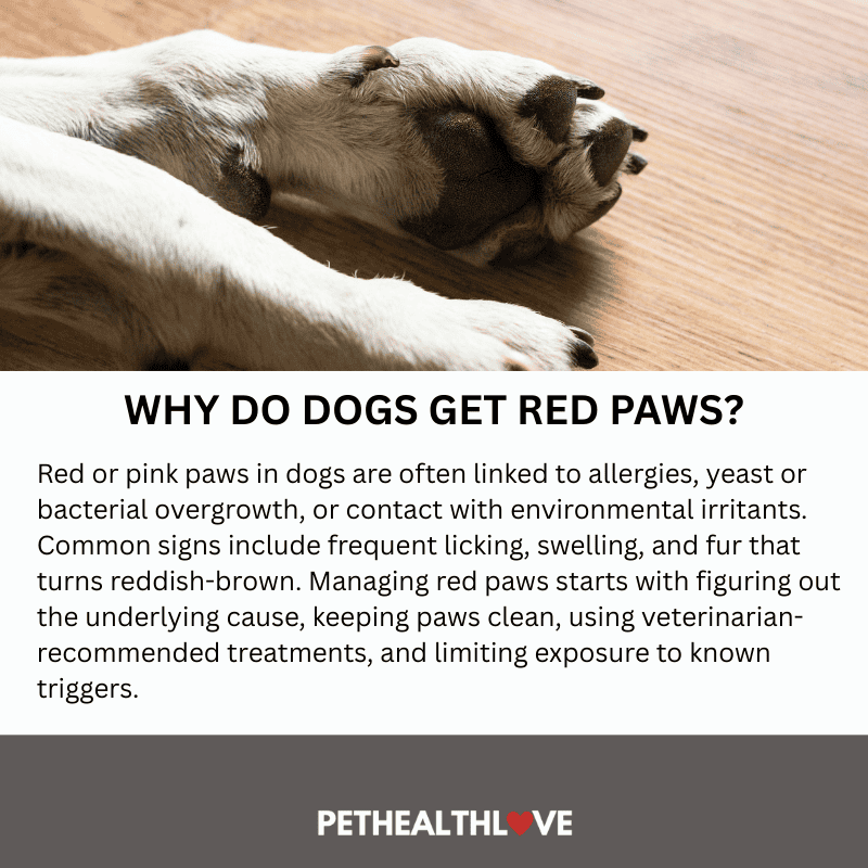 itchy dog paws