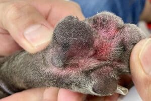red dog paw