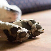 Dog lying down and resting, sleeping - red itchy dog paws