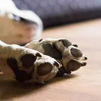 Dog lying down and resting, sleeping - red itchy dog paws