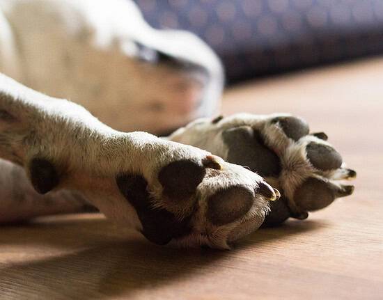 Dog lying down and resting, sleeping - red itchy dog paws