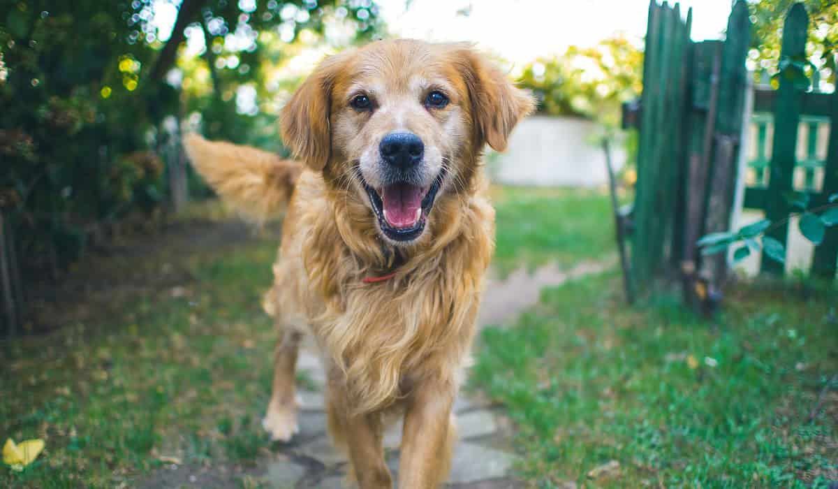 golden retriever walking in a yard