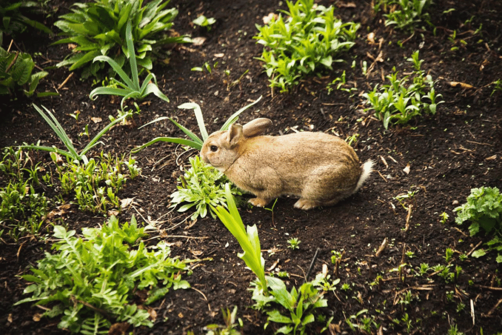 what do wild rabbits eat - rabbit sitting in a garden