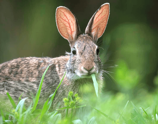 what do wild rabbits eat - grey wild rabbit chewing on grass