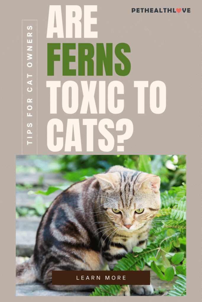 are ferns toxic to cats - grey tabby cat sitting next to a fern