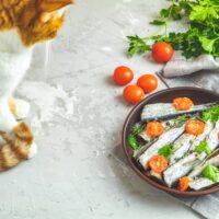 can cats eat sardines - cat sitting next to a plate of sardines