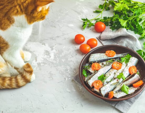 can cats eat sardines - cat sitting next to a plate of sardines