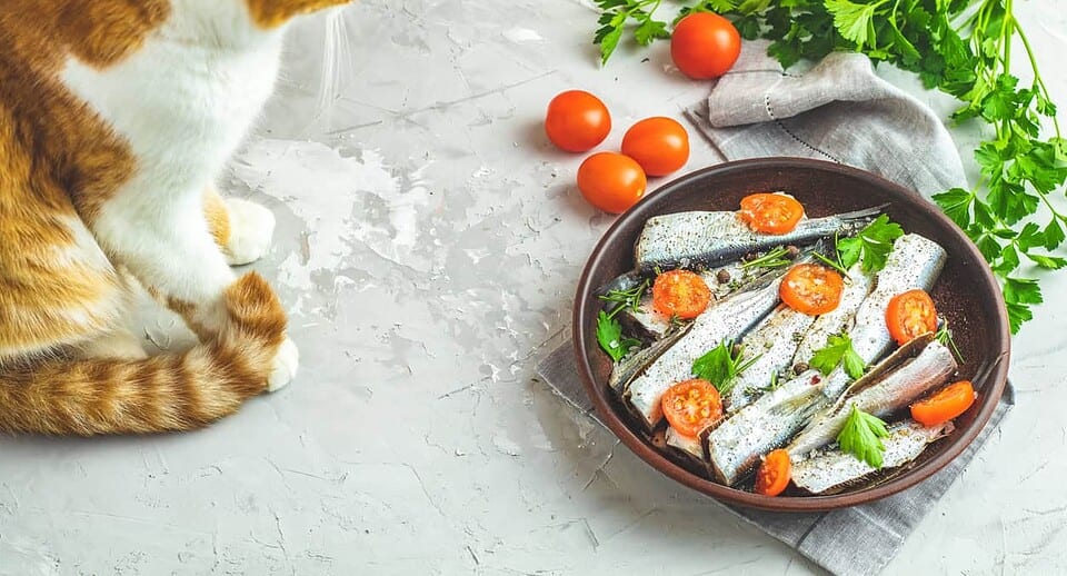 can cats eat sardines - cat sitting next to a plate of sardines