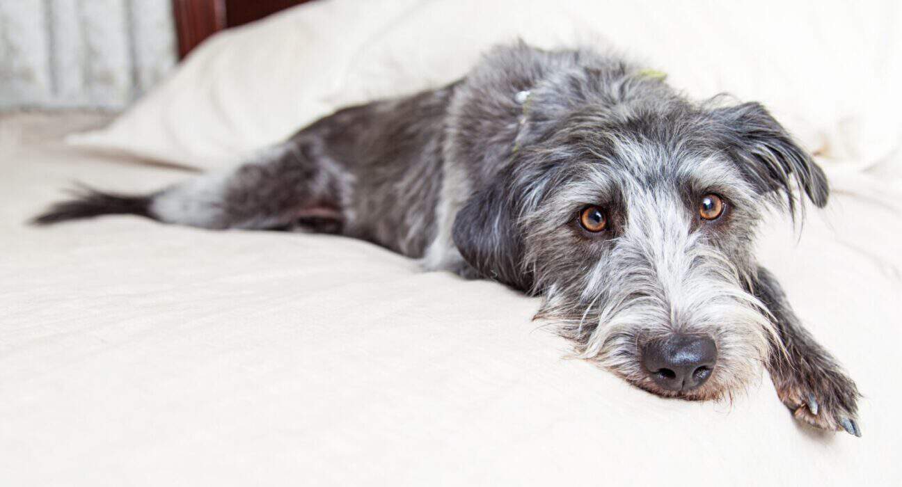 Why Is My Dog Throwing Up Yellow Bile? Pet Health Love