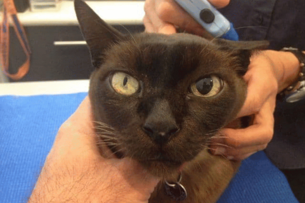 dilated cat eyes - black cat with two different sized pupils