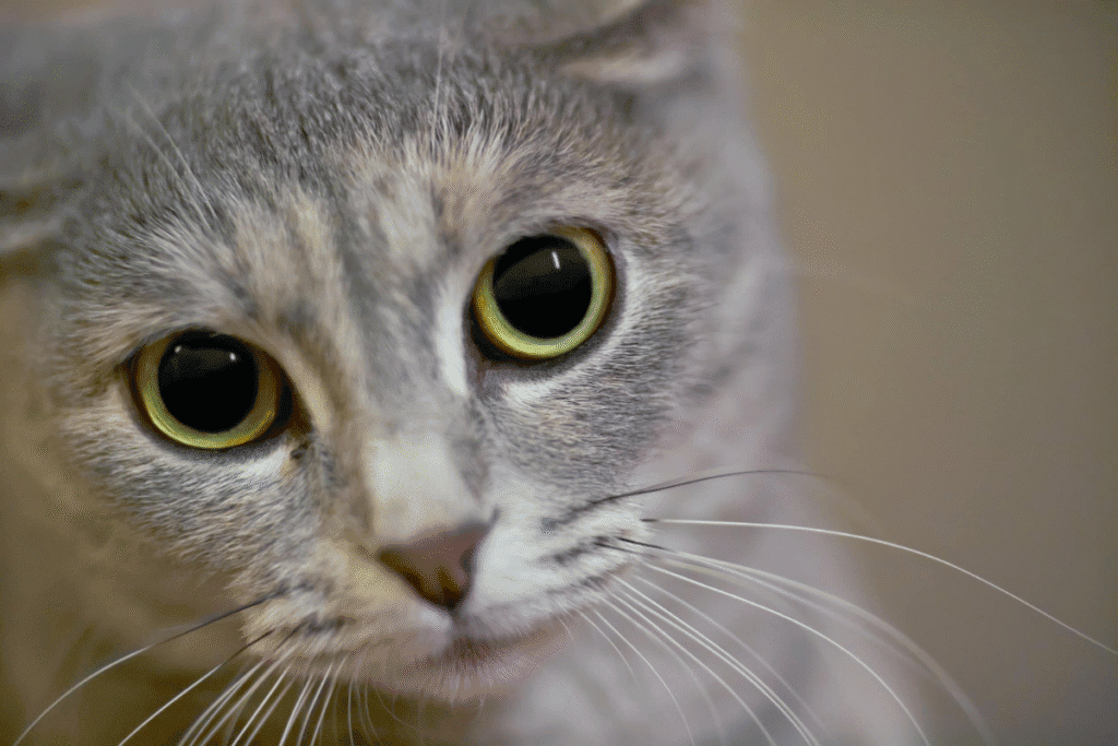 dilated cat eyes - grey cat