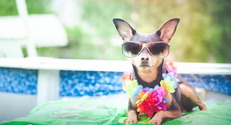 do dogs need sunscreen