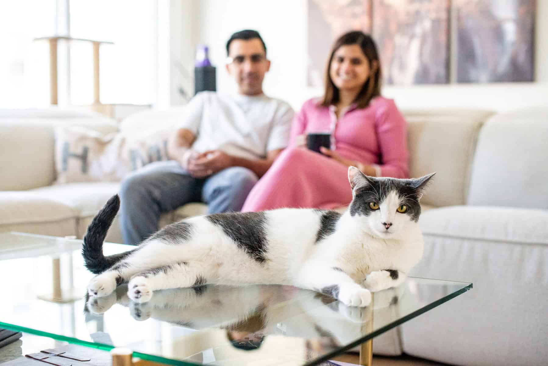 Say Goodbye To Syringes New Oral Meds For Diabetic Cats Are Available say-goodbye-to-syringes-new-oral-meds-for-diabetic-cats-are-available