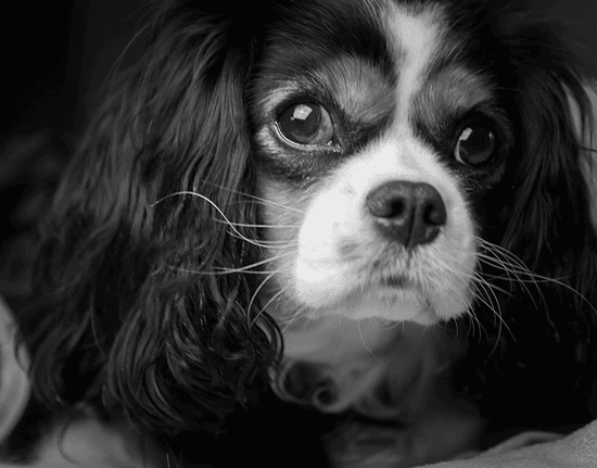 King charles cavalier spaniel - cardalis