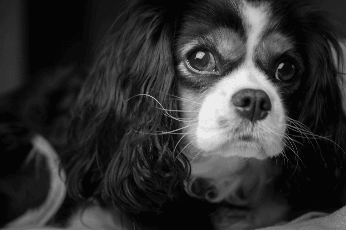 King charles cavalier spaniel - cardalis