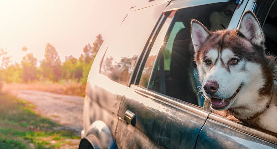 dog travel checklist