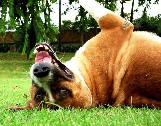 dog allergic to grass - Panting dog resting in the field