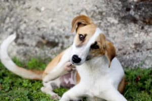 dog allergic to grass 