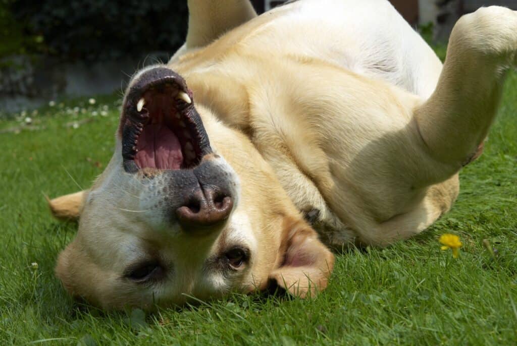 Dog Allergic to Grass? Get Relief Fast with These Tips | Pet Health Love - Green Dog Grooming Products For Grass Allergies