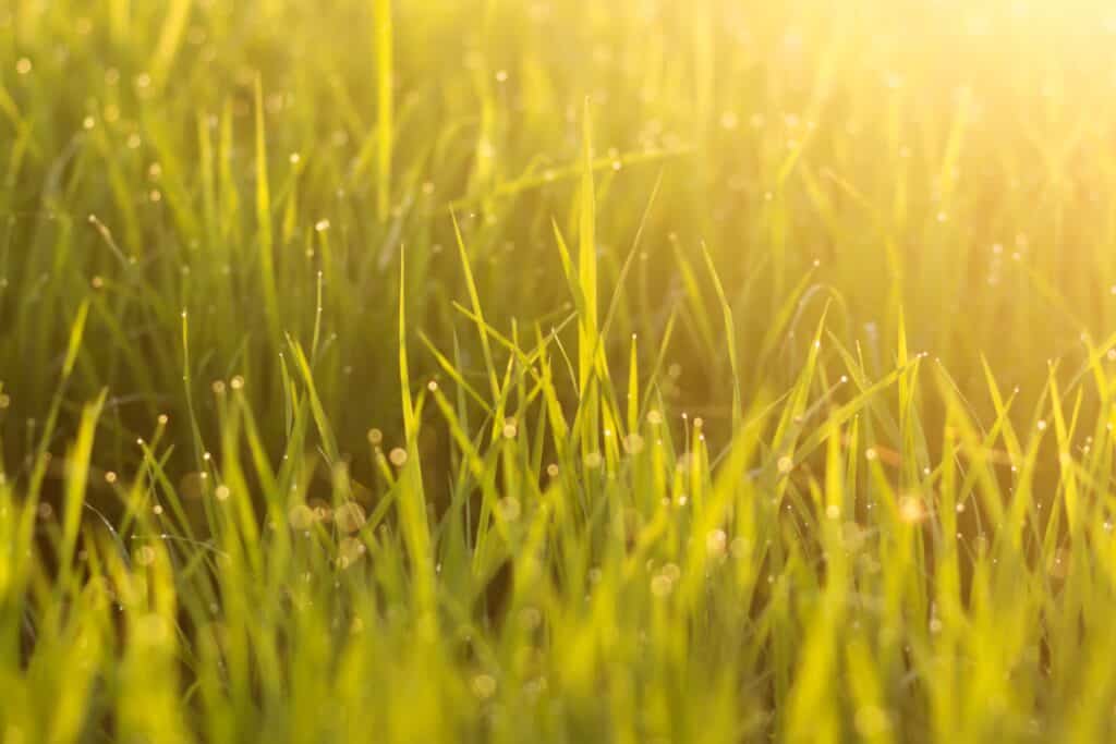 View of Dog Allergic to Grass? Get Relief Fast with These Tips | Pet Health Love
