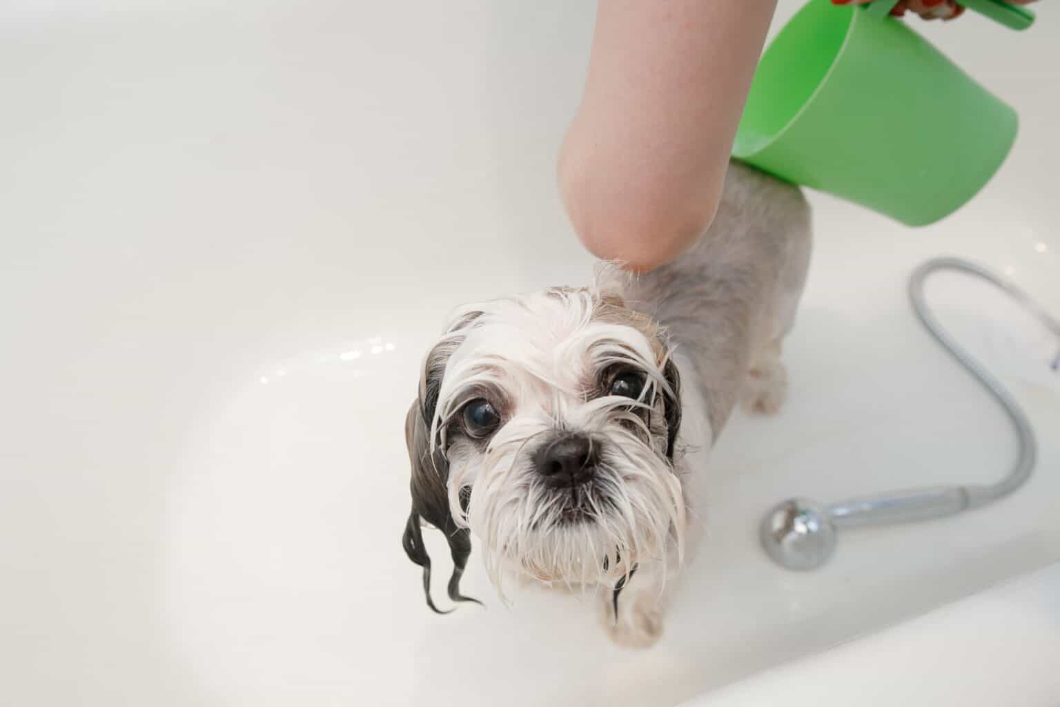 A closer look at Green Dog Grooming Products For Grass Allergies
