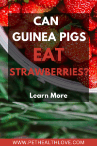 Can Guinea Pigs Eat Strawberries? Pet Health Love