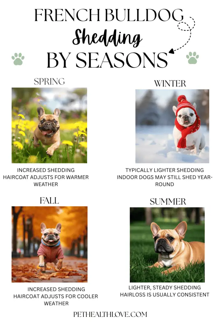 French Bulldog shedding by season showing increased shedding in spring and fall with lighter shedding in summer and winter