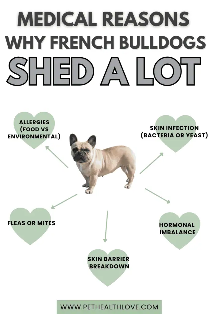why french bulldogs shed a lot