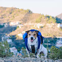Travel with pet concept with dog with backpack