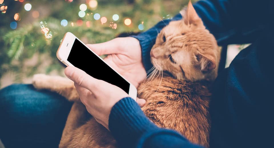 orang cat sitting in a man's lab