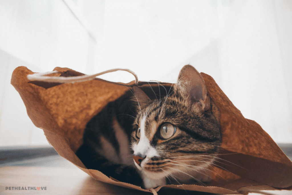 grey and white cat sitting in a brown bag