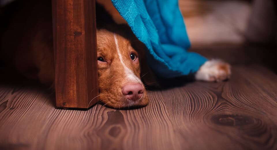 cbd for anxiety in dogs - dog hiding under a bed