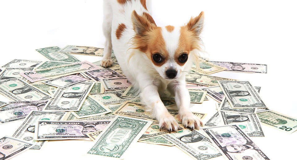 Papillon standing on a pile of case - ways to save money