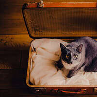 grey cat sits inside a piece of luggage- cat bug out bag