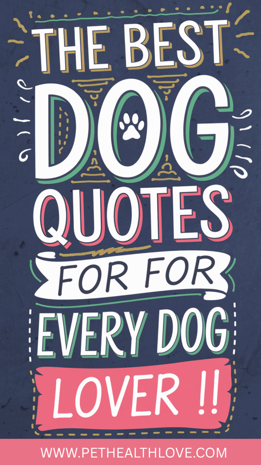 65 Dog Quotes to Make You Smile, Laugh, and Feel the Love | Pet Health Love