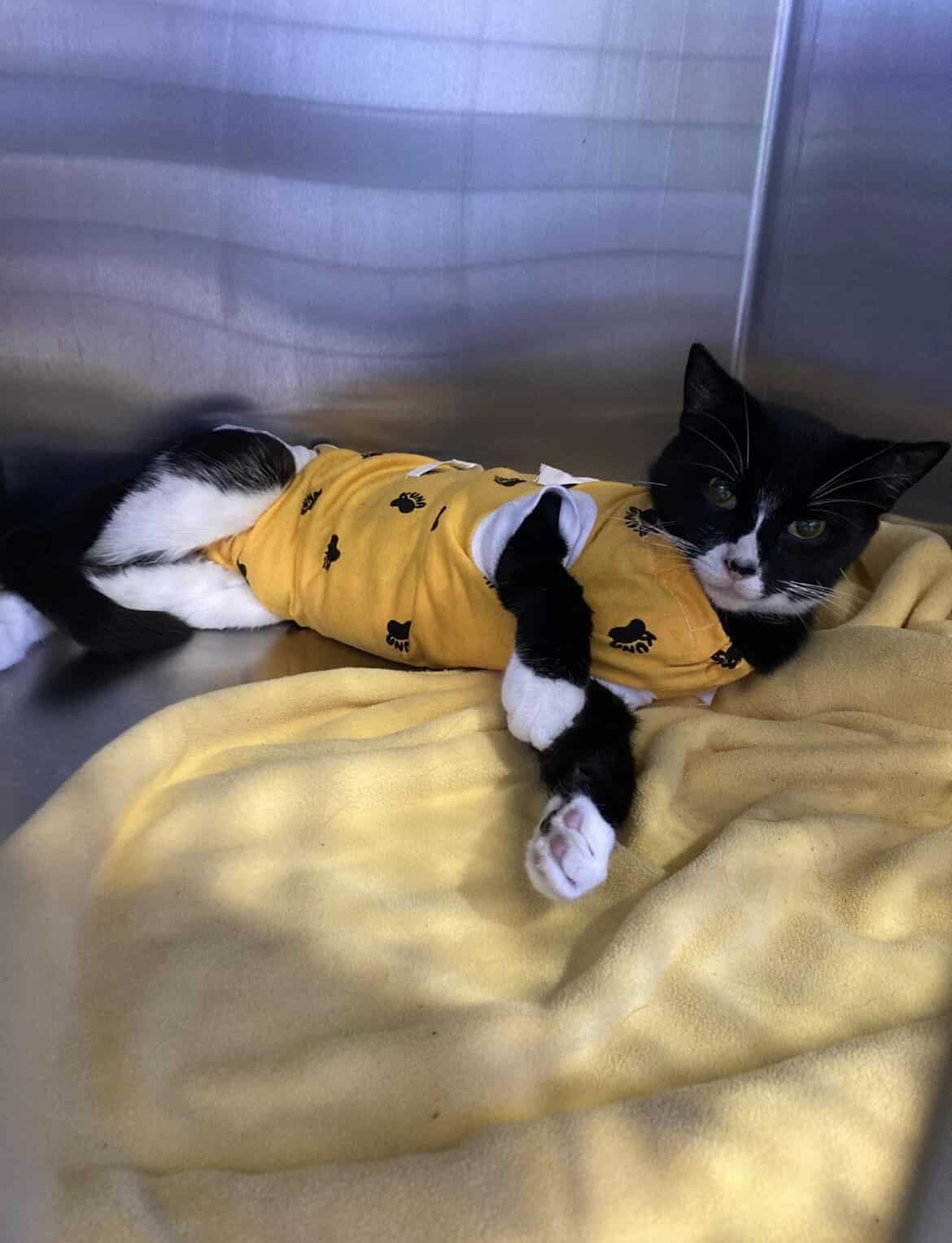 Photo inspiration: The Best Cat Clothes For Recovery Surgery Suits Calming Wraps Photo Inspiration