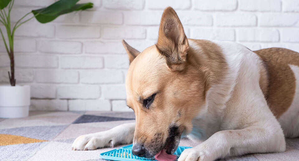dog lick mat recipe - dog using a lick mat with food on it