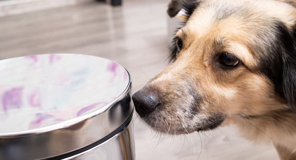 dog proof trash can - Dog sniffing metal trash can close up