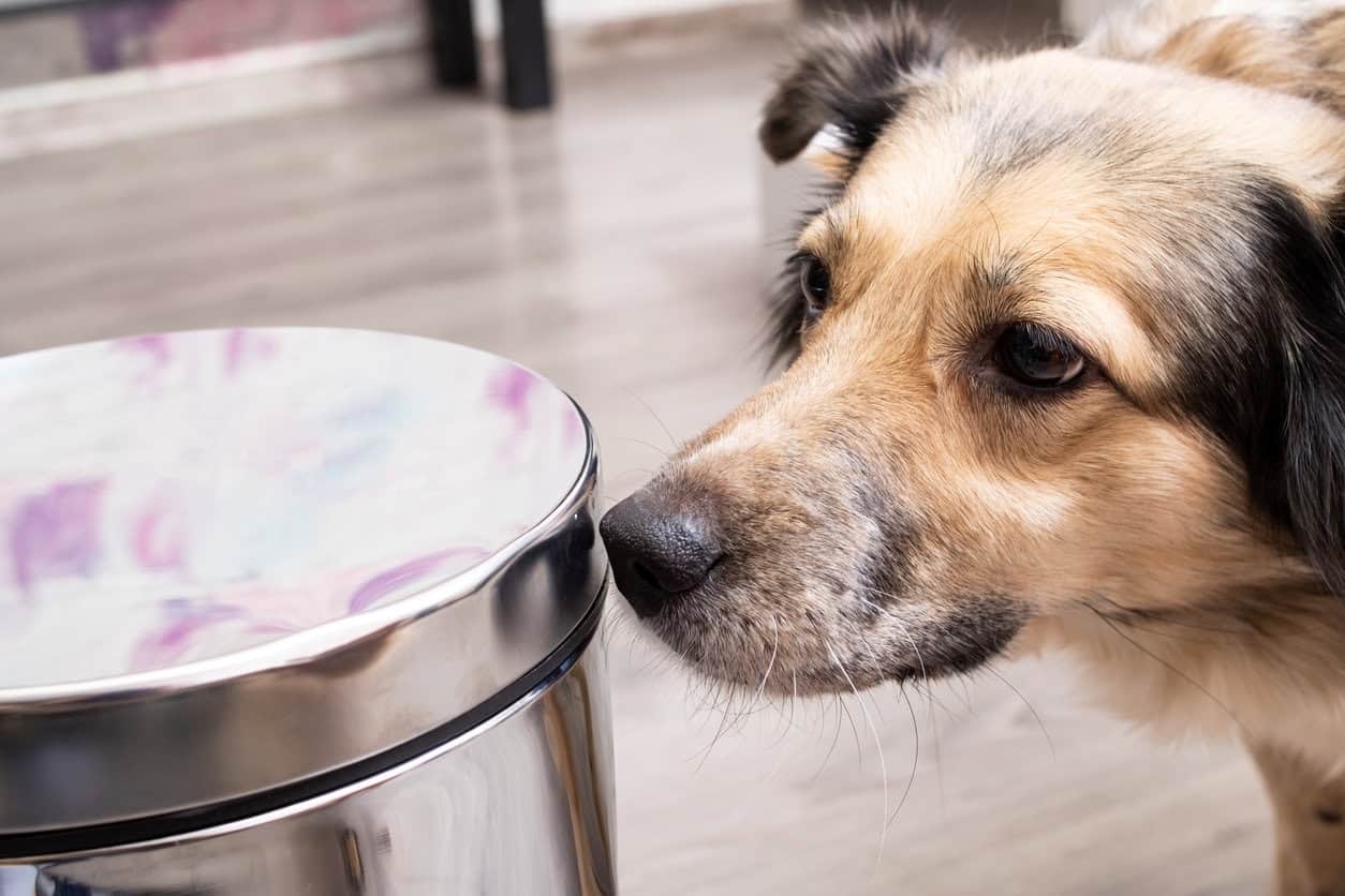 dog proof trash can - Dog sniffing metal trash can close up