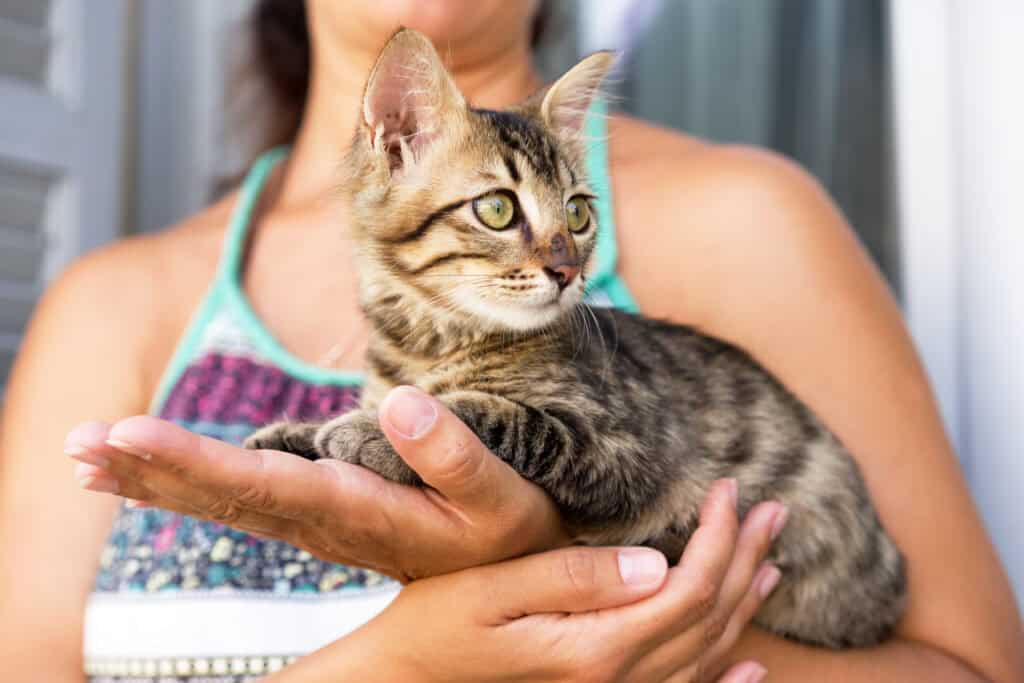 new kitten essentials Close up of woman's hands holding up a small striped kitten with green eyes.
