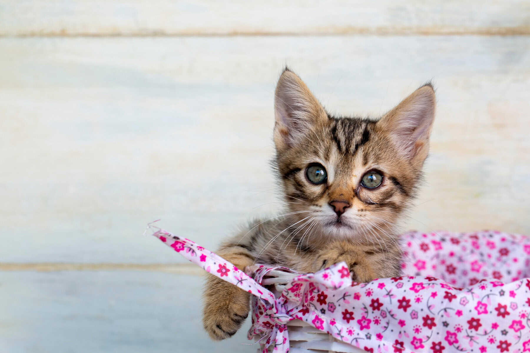 Pet animal; cute kitten tabby - new kitten