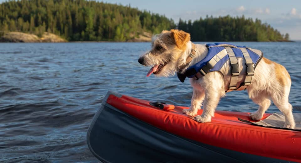 Portrait of a Jack Russell Terrier in a blue life jacket on the bow of a red boat. The dog stands on the background of the lake and the forest.