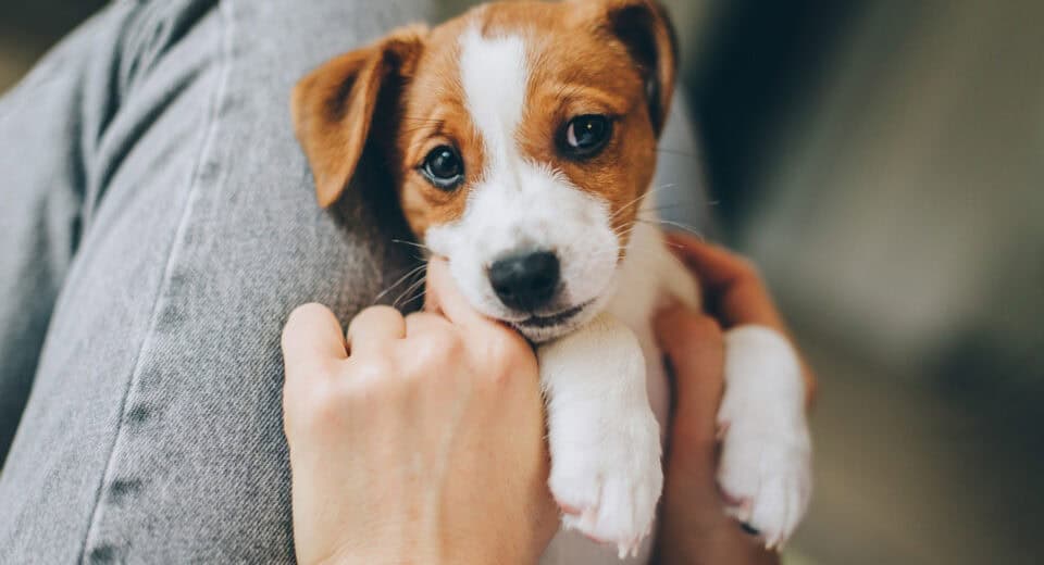 new puppy checklist - Adorable puppy Jack Russell Terrier in the owner's hands. Portrait of a little dog.