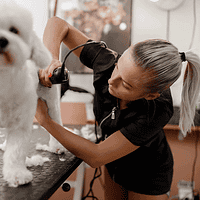 dog grooming accident - groomer clipping a white Bichon Frise