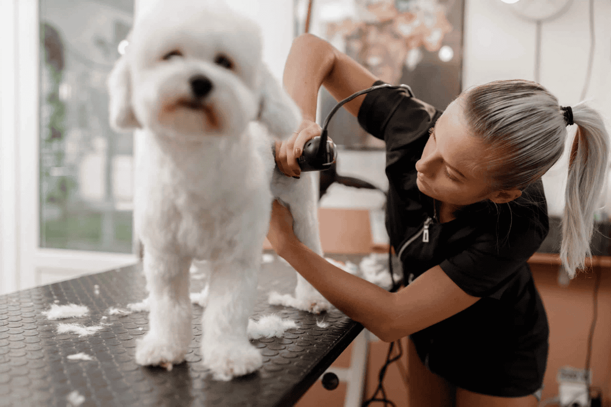 dog grooming accident - groomer clipping a white Bichon Frise