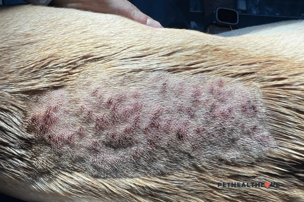 dog grooming accident - furunculosis